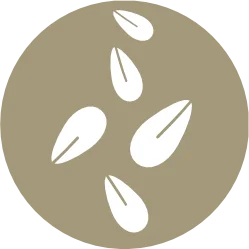 Sésamo